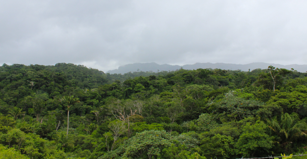 Bosques de El Torno, protegidos por sus comunidades