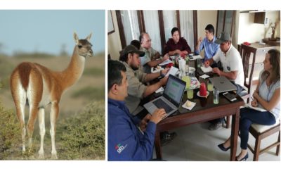 Reunión interinstitucional para establecer tareas de conservación del Guanaco