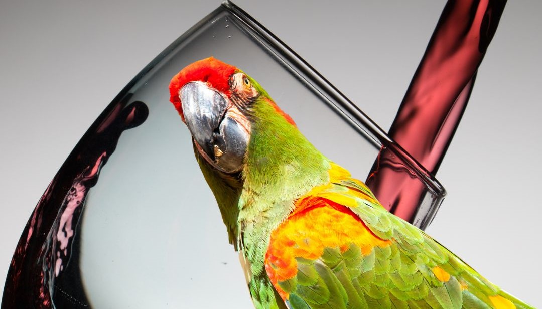 Un vino por la conservación de la paraba frente roja