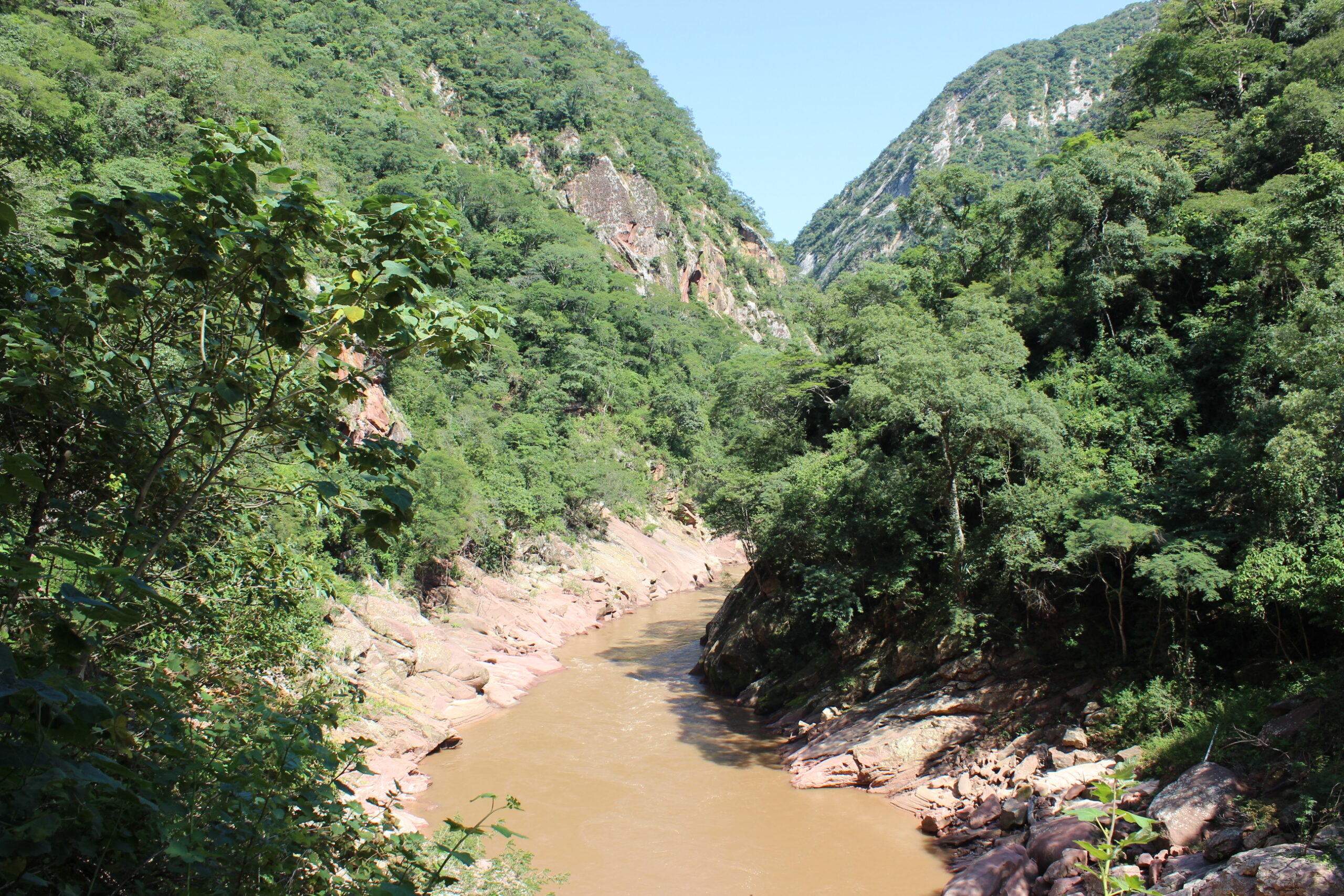 bosque seco único